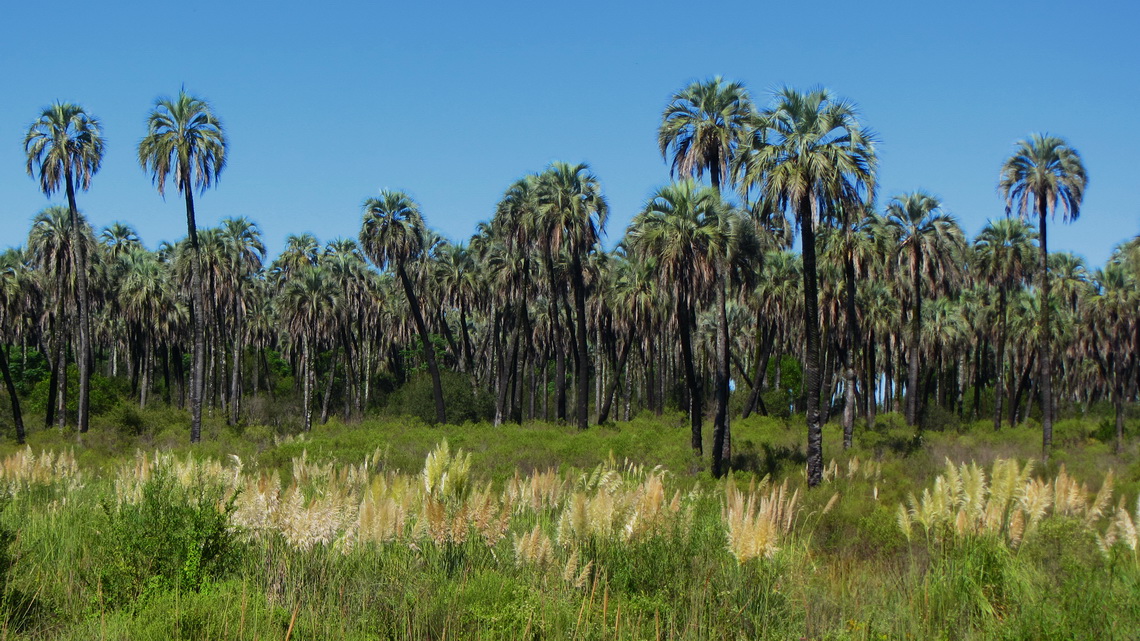 The Yatay palms of the national park