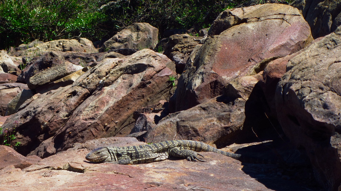 Iguana on the shore of the stream El Palmar