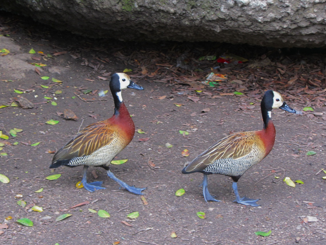 Ducks with blue feet in the park Placa da Republica