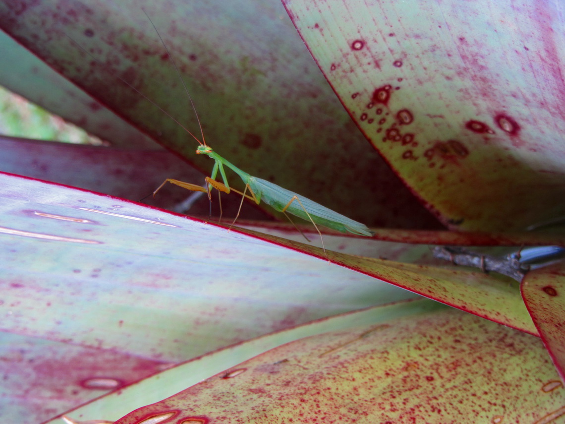 5 cm long insect in a bromeliad