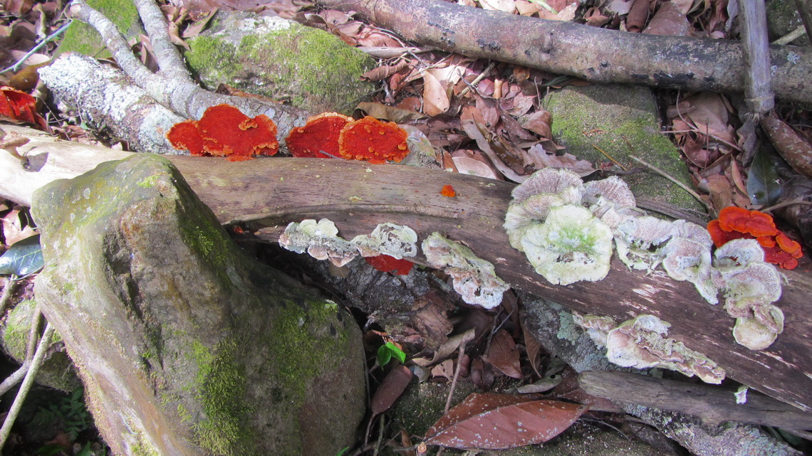 Some mushrooms of the rain forest
