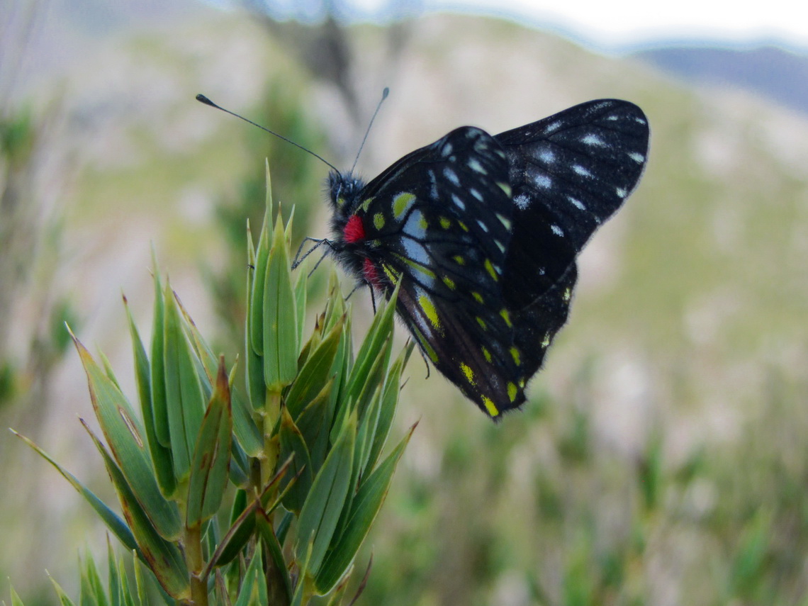 Butterfly on top of Pico da Bandeira