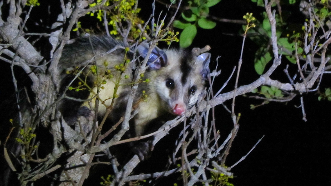 Cuica - 50cm long mammal with blue ears