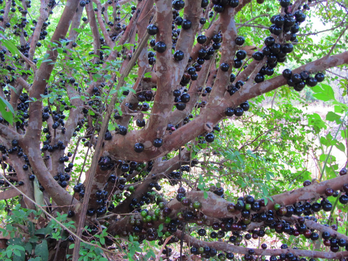 Sweet Jabotikaba fruits in Samvara's garden