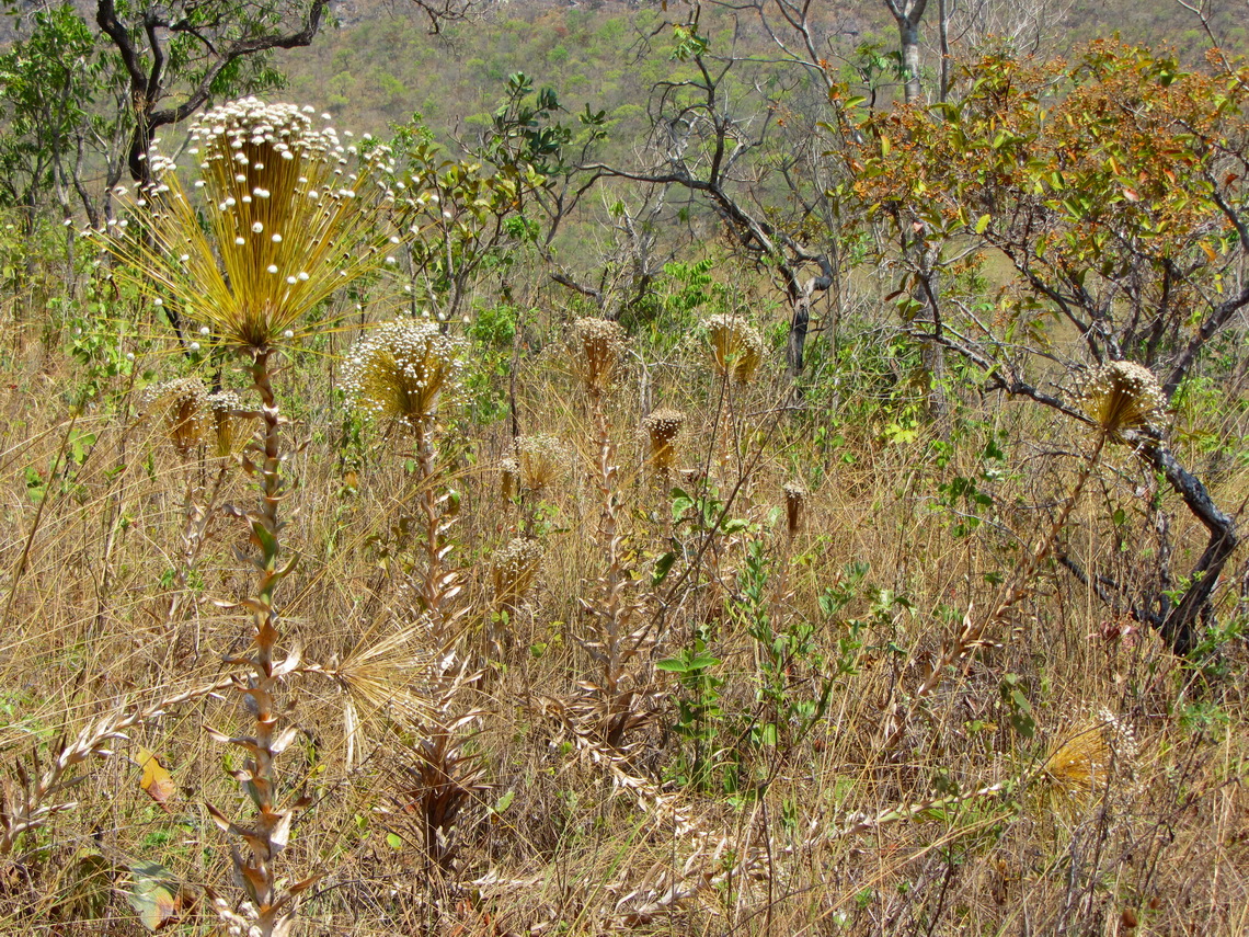 Pepalantus flowers on the way to the Raizama river