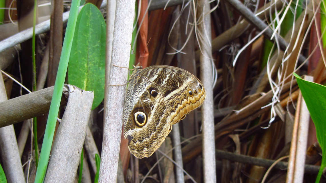 Huge butterfly