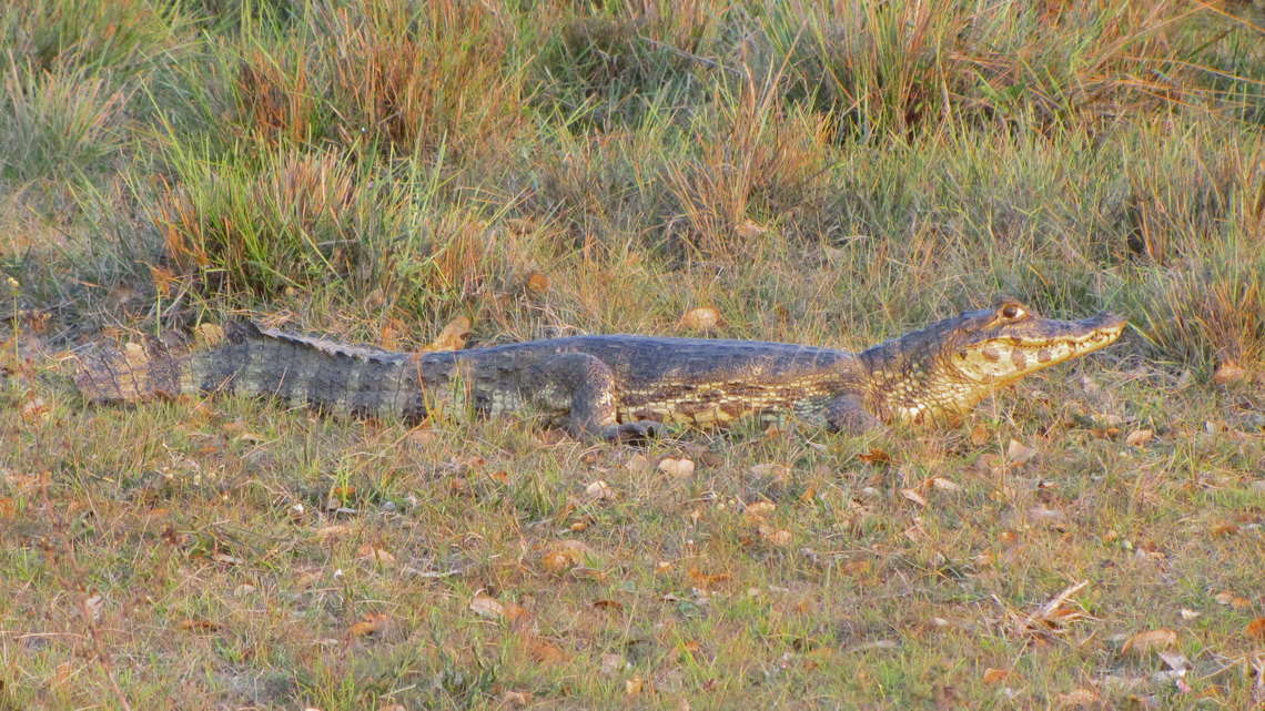 Crocodile in the bush