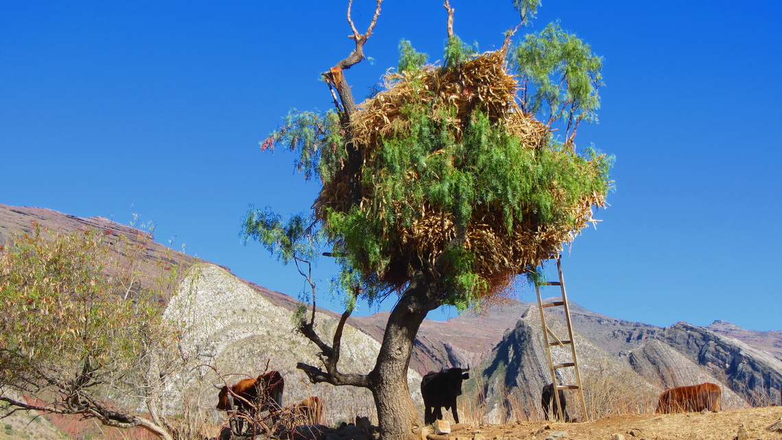 Hayloft on a tree to secure it from animals