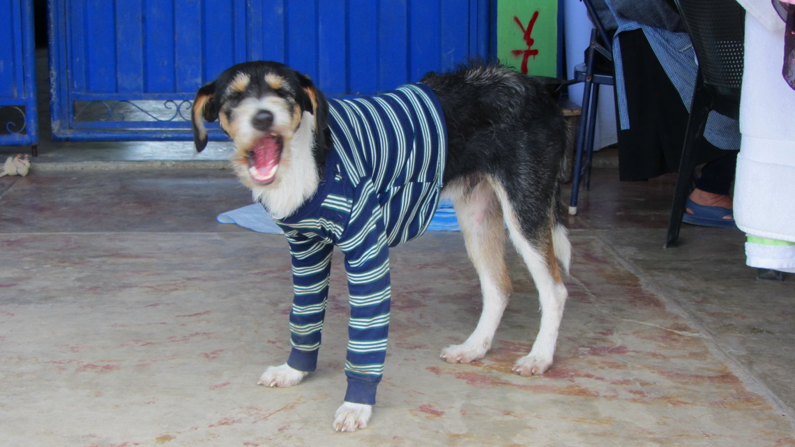 It is winter, also a dog needs proper clothing (20°C!)