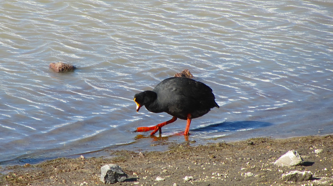 Black Goose on Lake Chungara / Chile