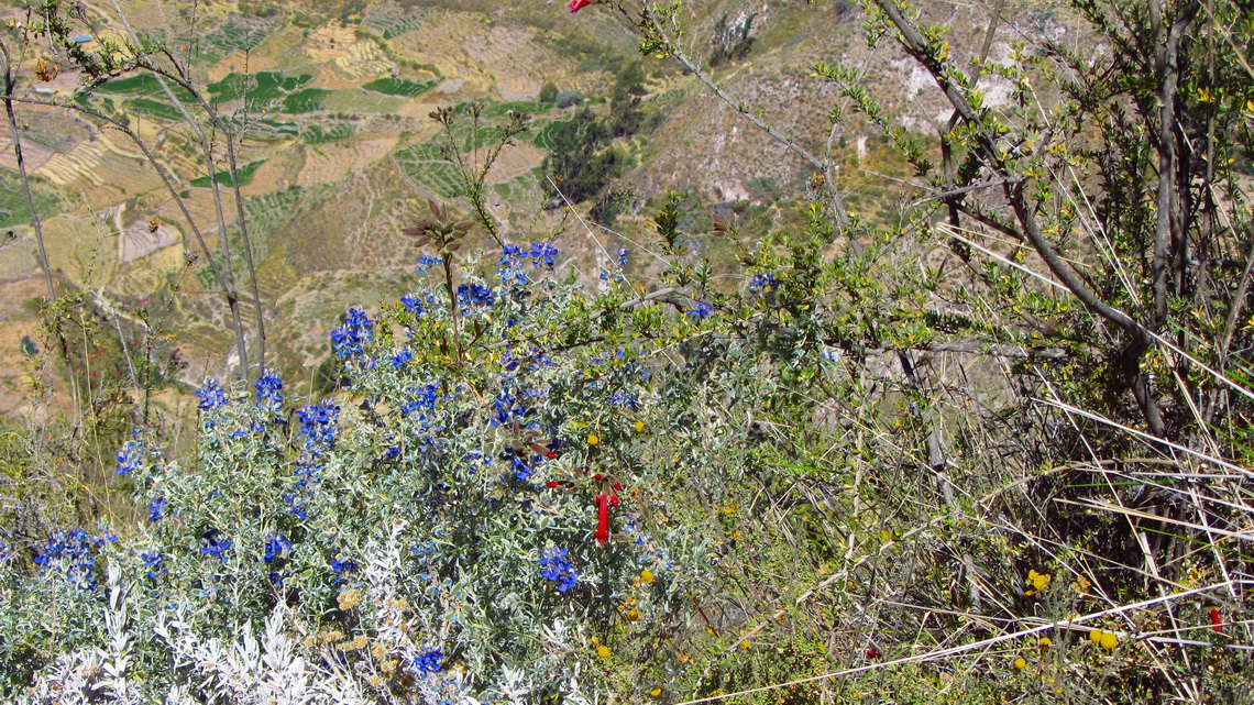 Flowers on the way to the forest of stones