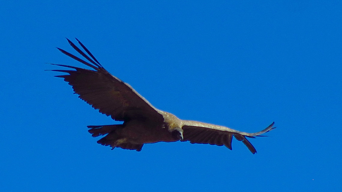 Condor approaching us