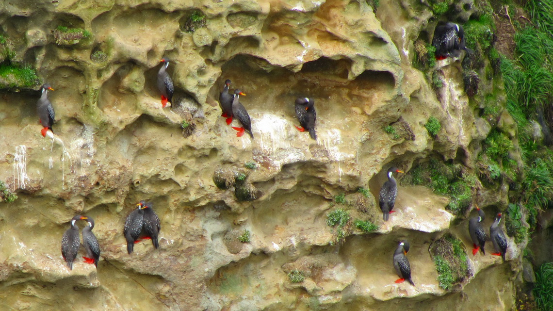 Cormorants seen from the viewpoint at the southern end of the trail