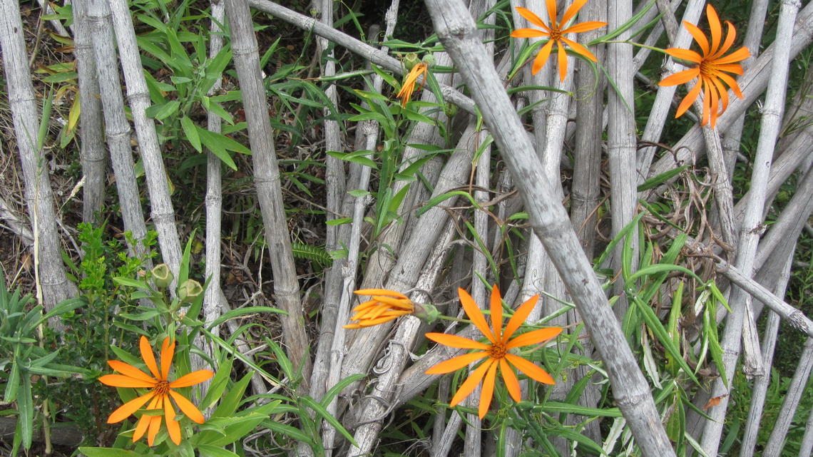 Star like flowers on the way to the Termas de Queni