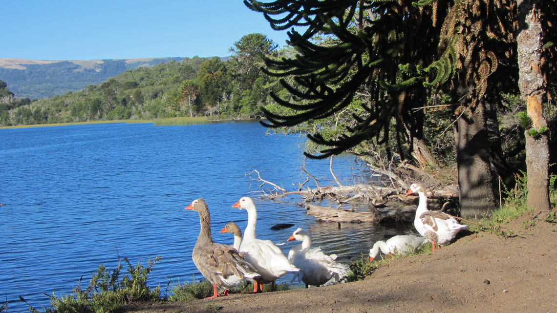 Welcome committee on our campsite at Lago Lafken