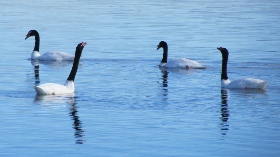 Black Neck Swans