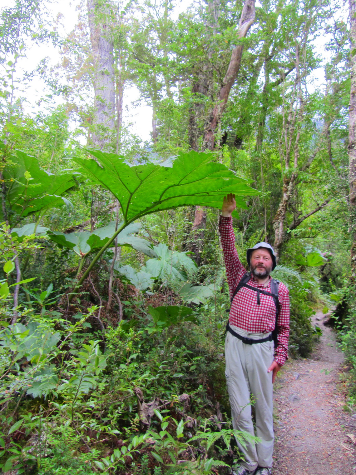 Huge Pangue plant which is similar to rhubarb on the way to the Mirador Ventisquero Colgante