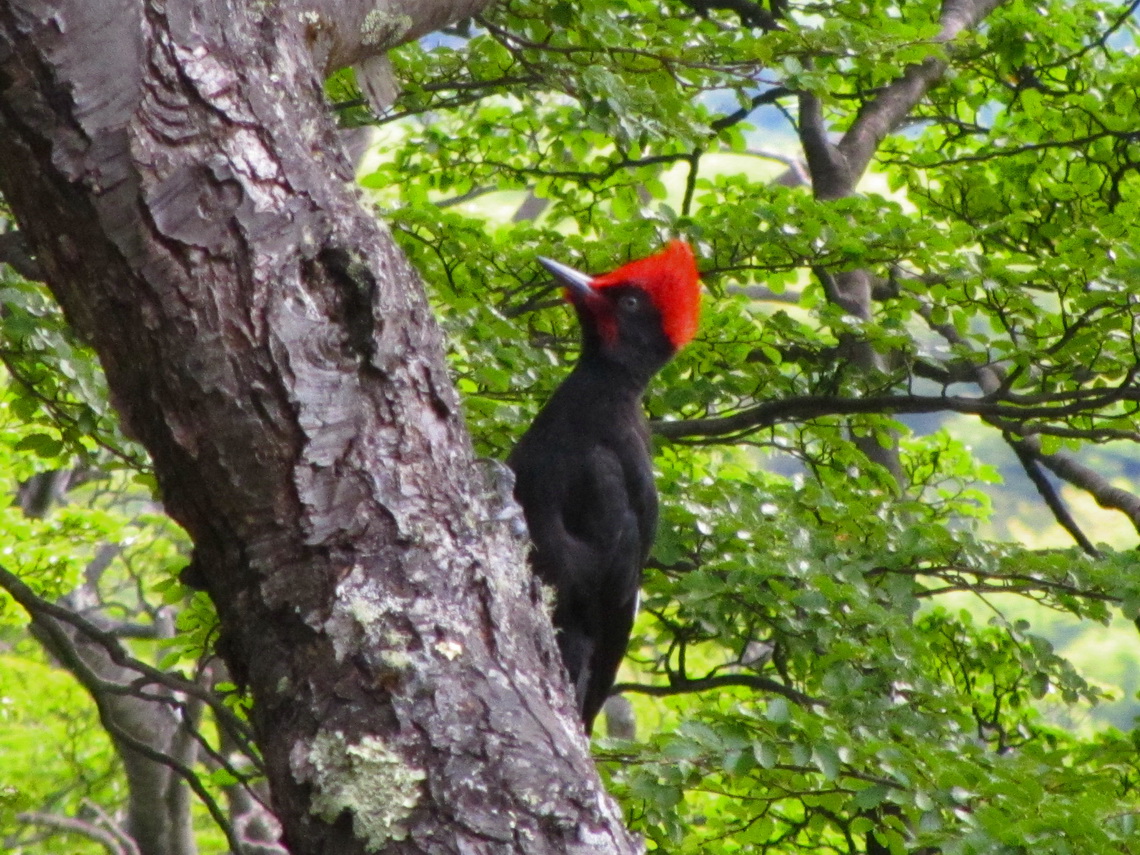 Magellanic Woodpecker