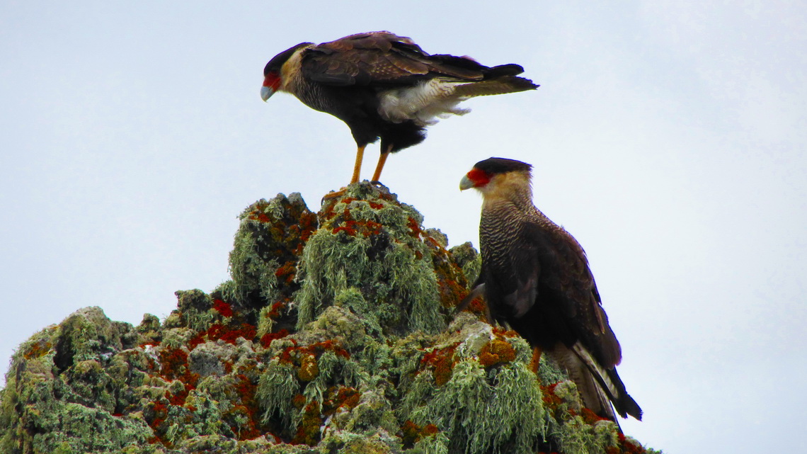Two Crested Caracaras