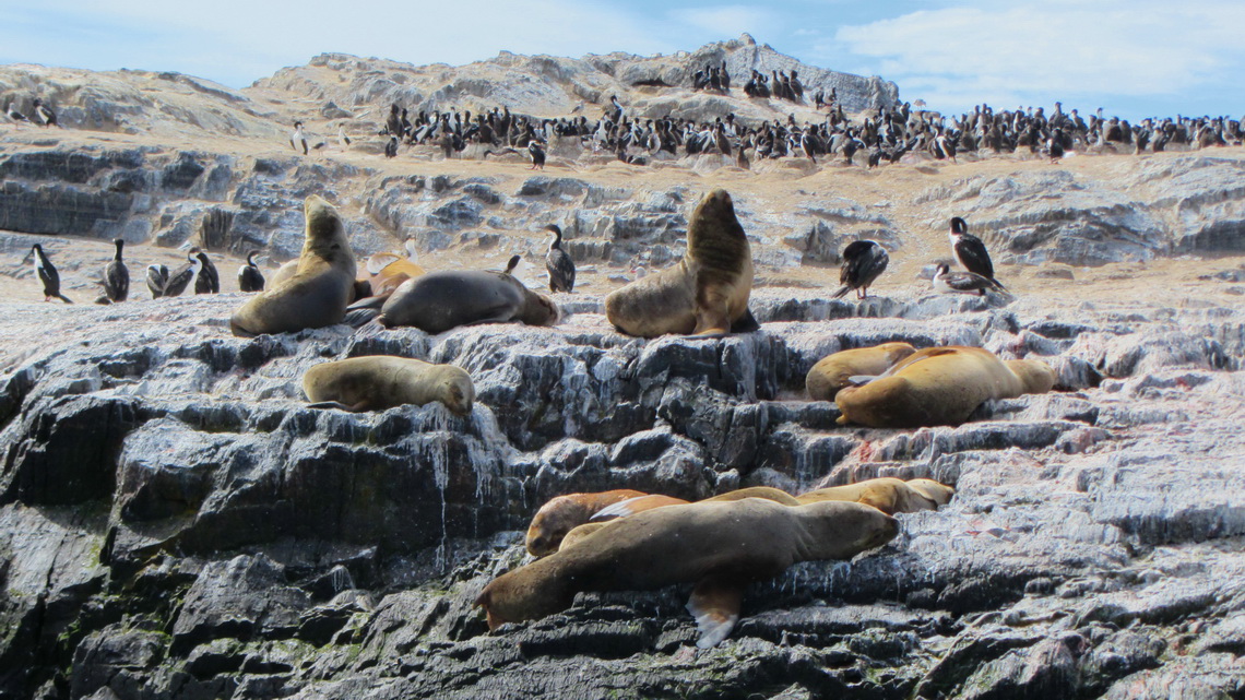 Lazy Sea Lions and bustling Cormorants in the background