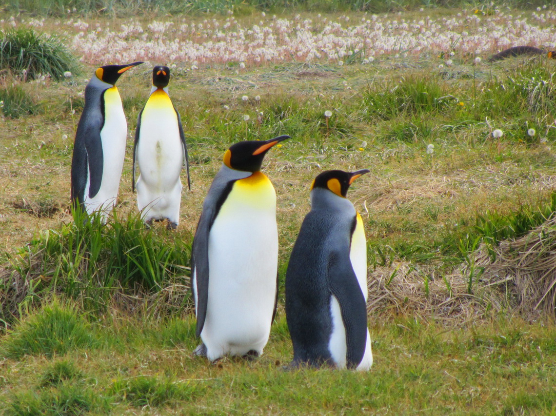 Majestic King Penguins