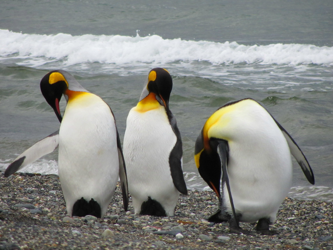 King Penguins on the beach