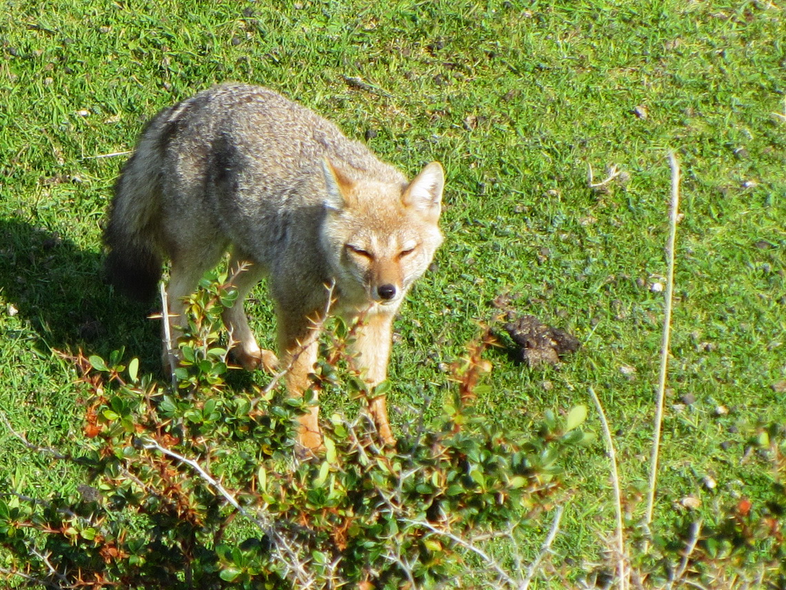 Bon appetit little Fuegian Fox