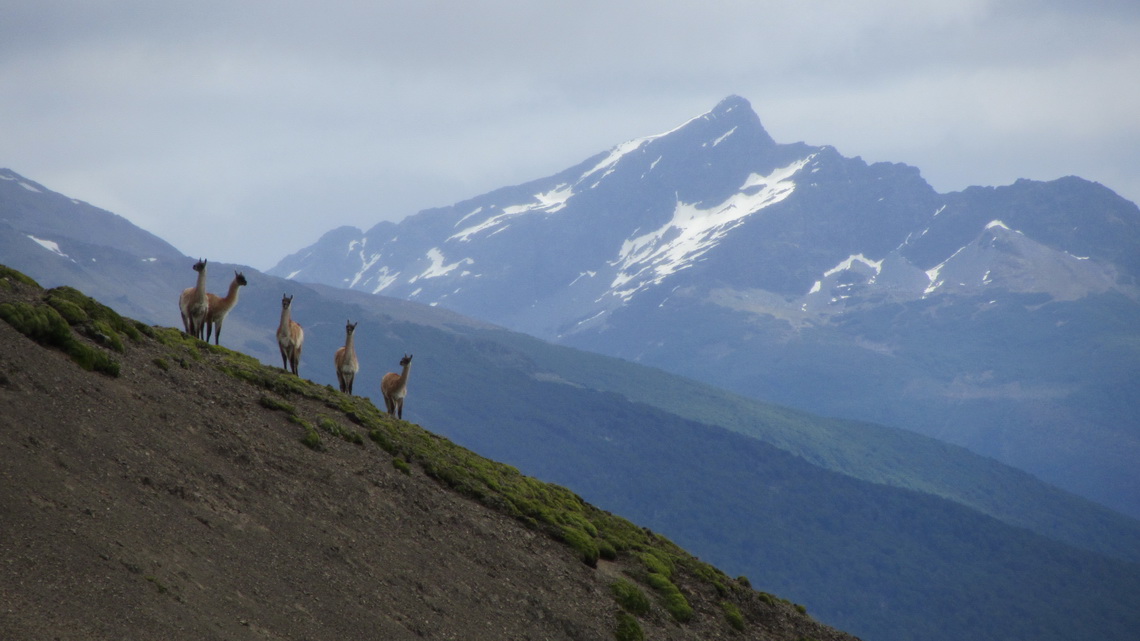 Guanacos watching our descent