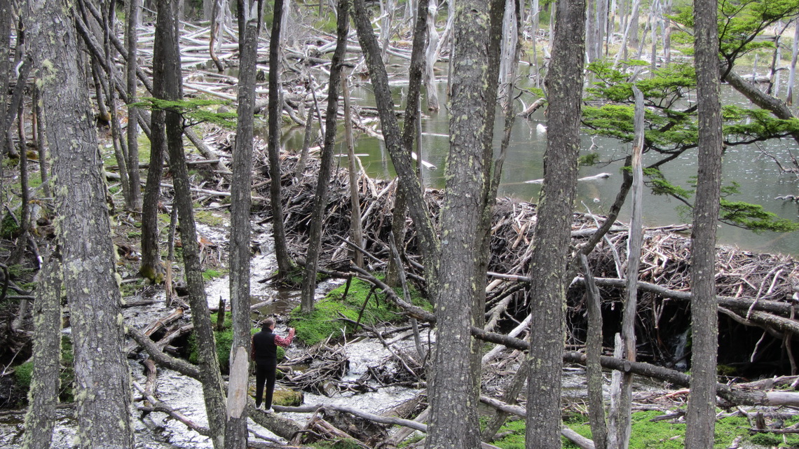 Dam build by Castors with damaged forest