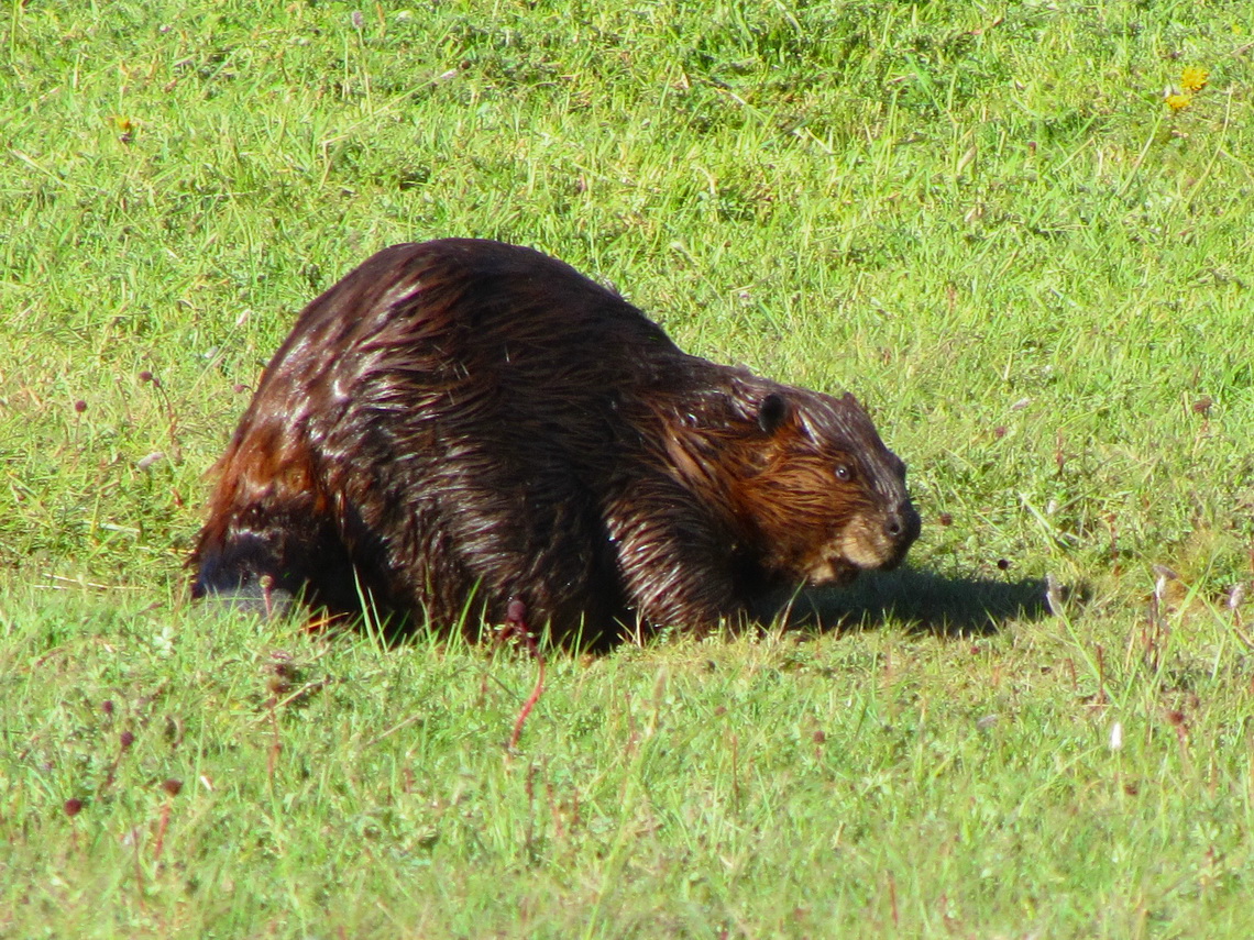 Castor eating grass