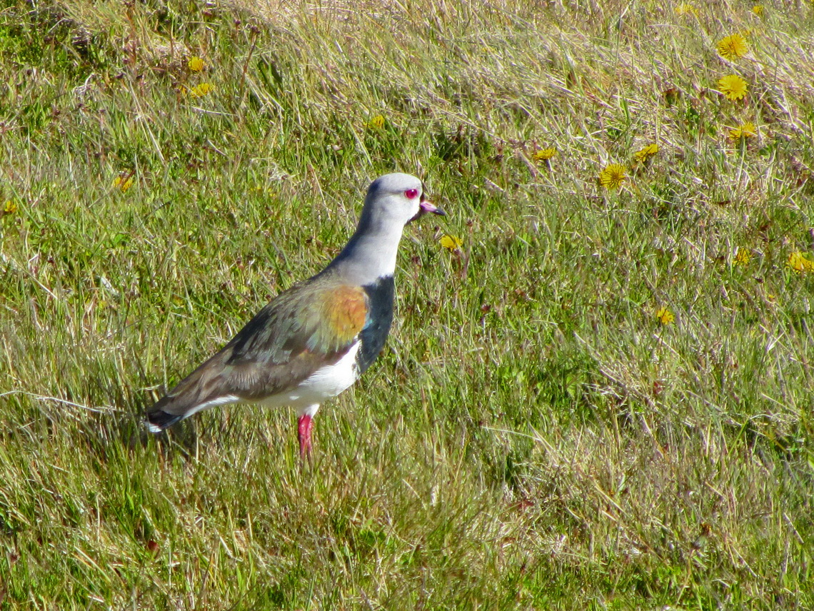 Southern Lapwing in the forest