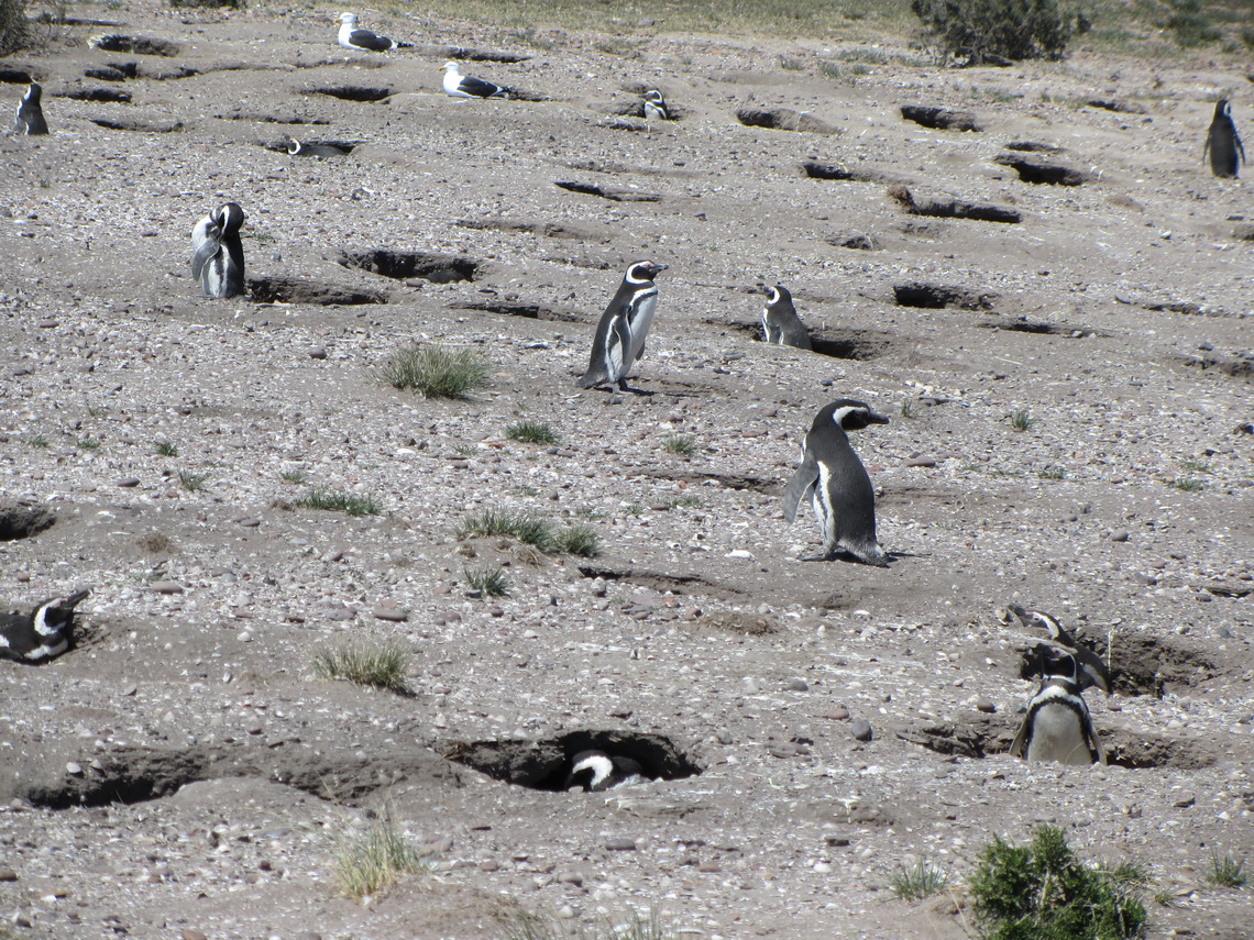 Nesting Penguins