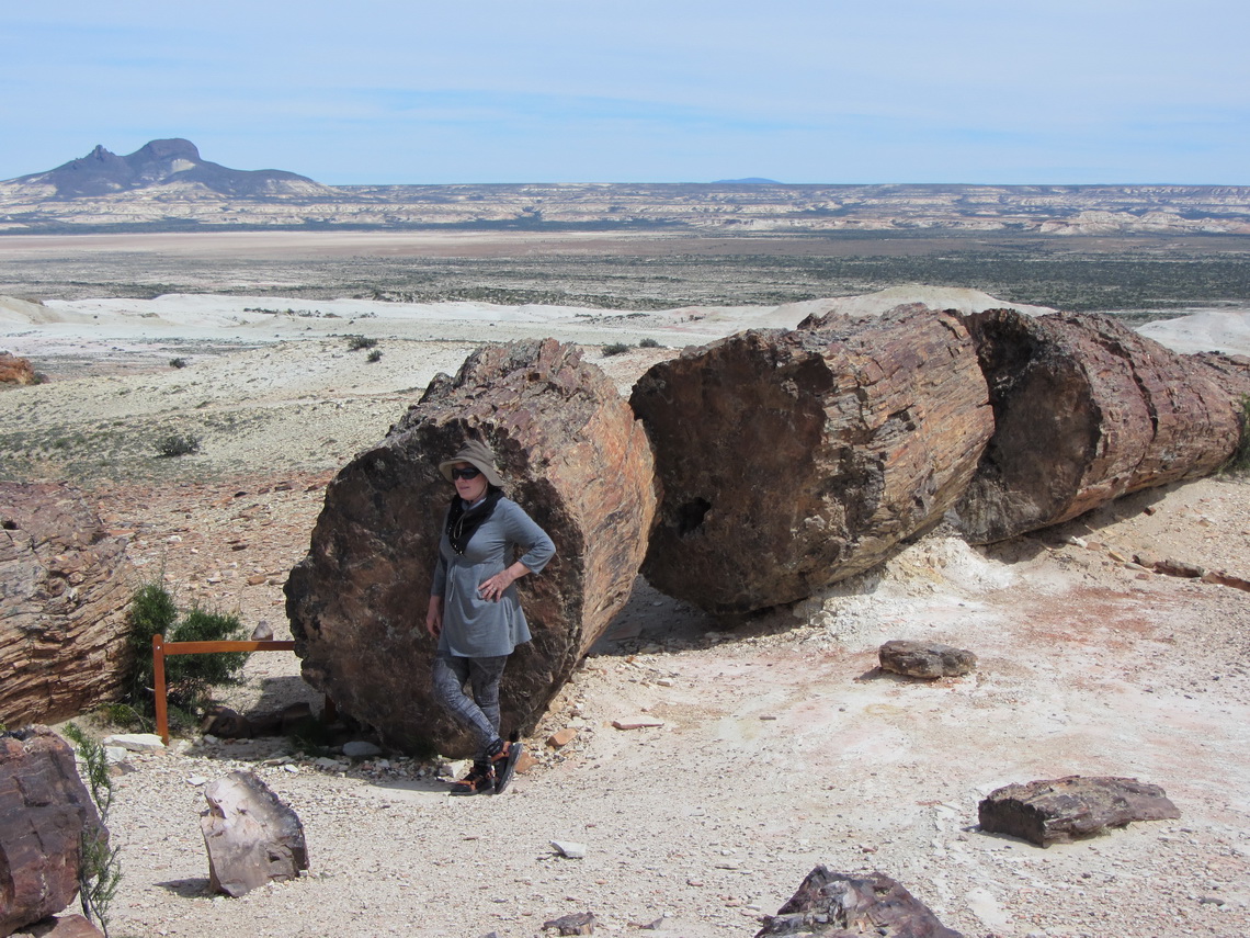 Trunk with 1.80 meter diameter