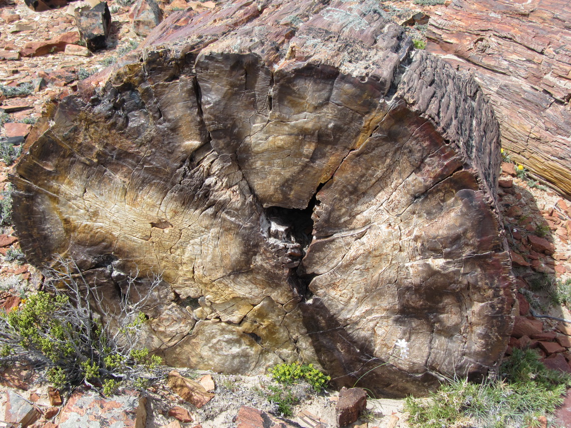 The tree-rings are visible