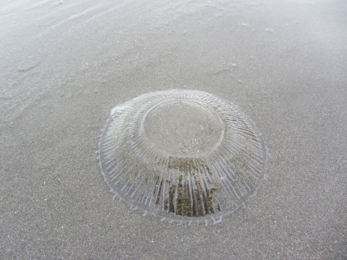 Jellyfish