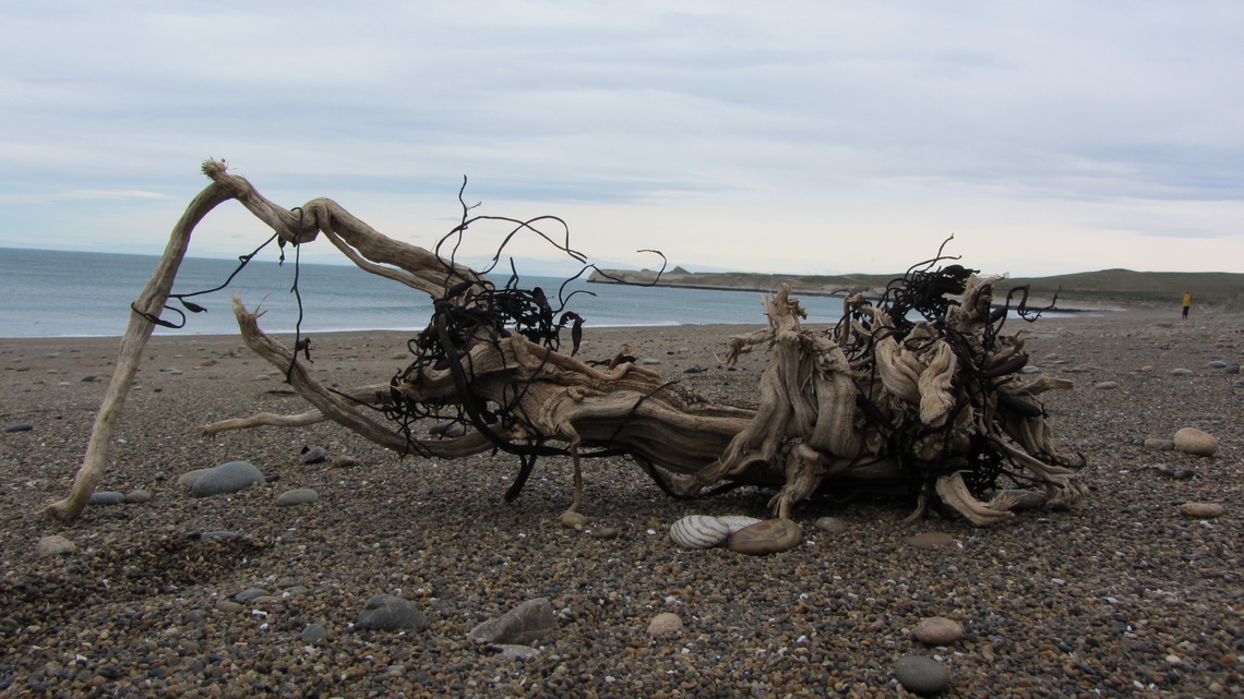 Tree roots on the beach