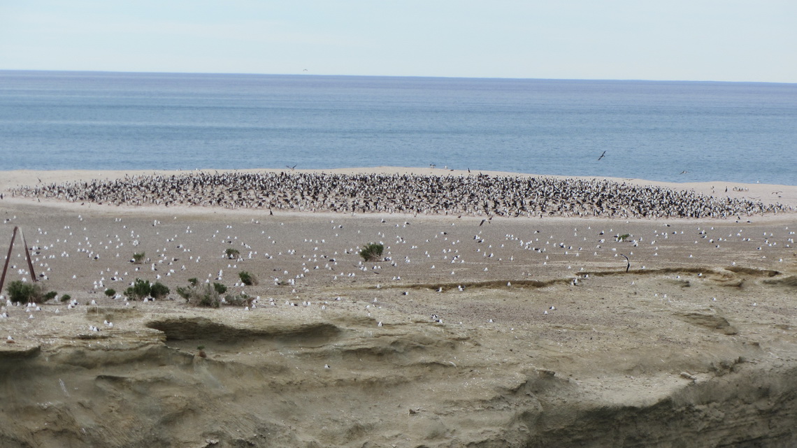 Blue-eyed Cormorants, Dolphin Gulls and Kelp Gulls