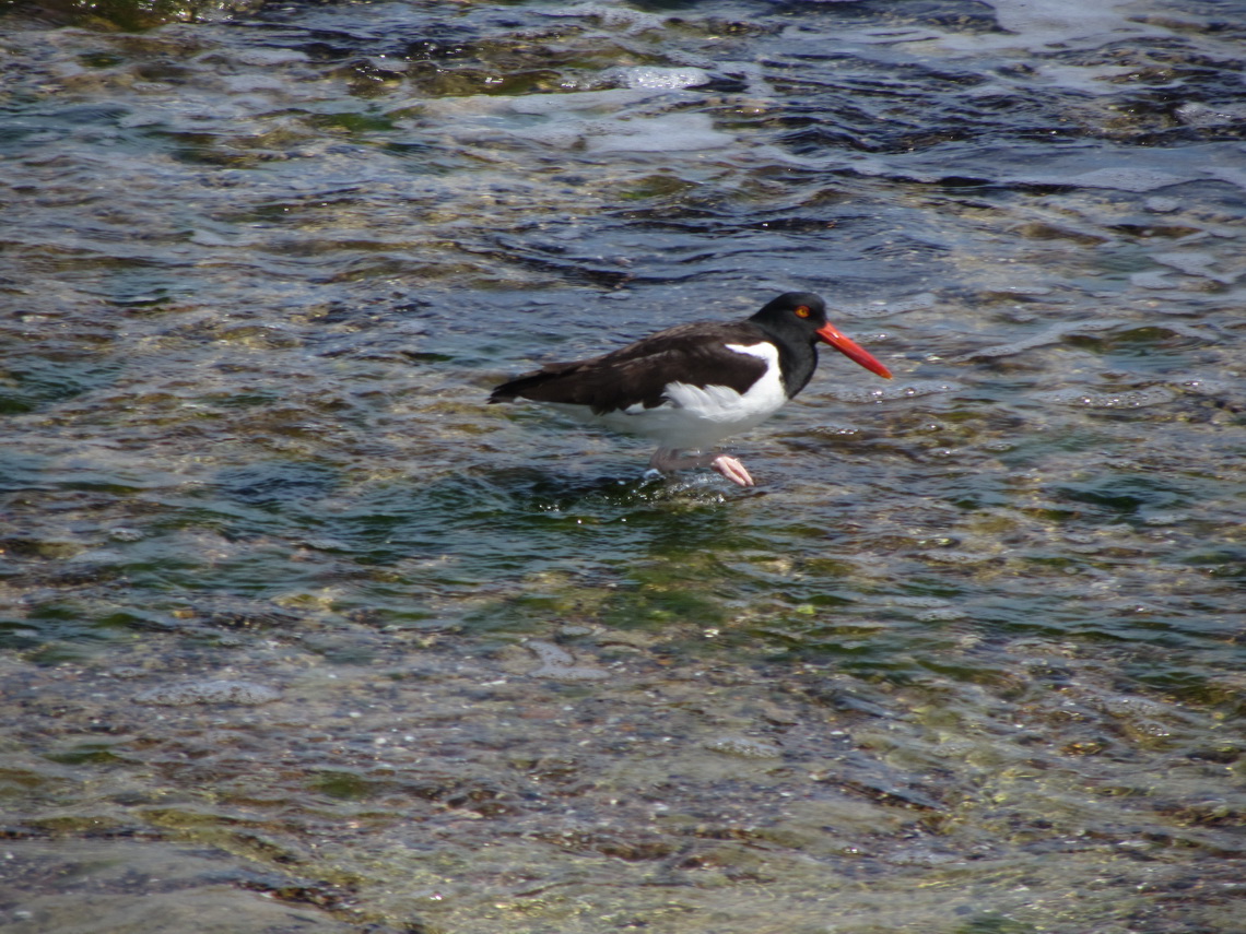 Bird with long red beak