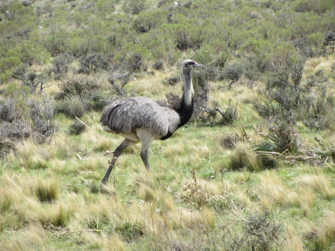 Rhea on the foot of the mountains