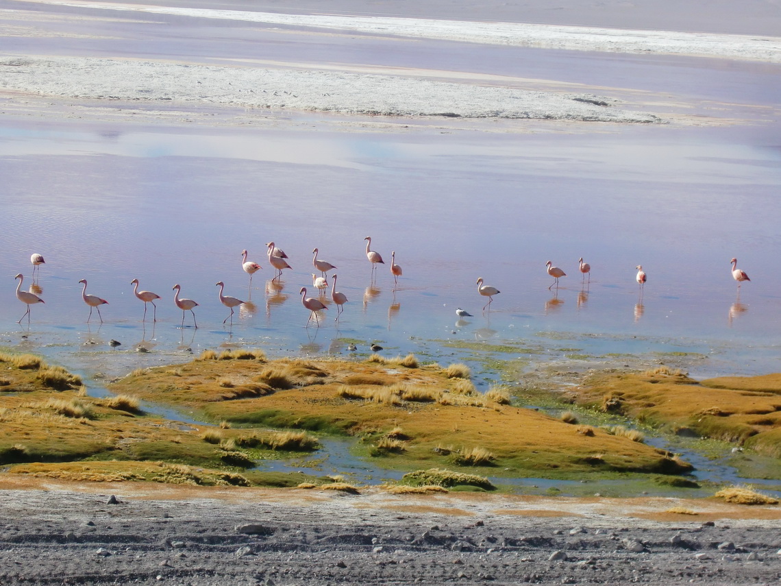 We could walk very near to the flamingos