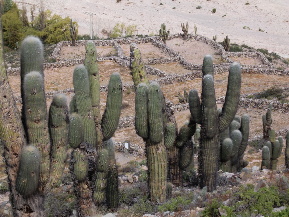 Part of Pucara with cactuses