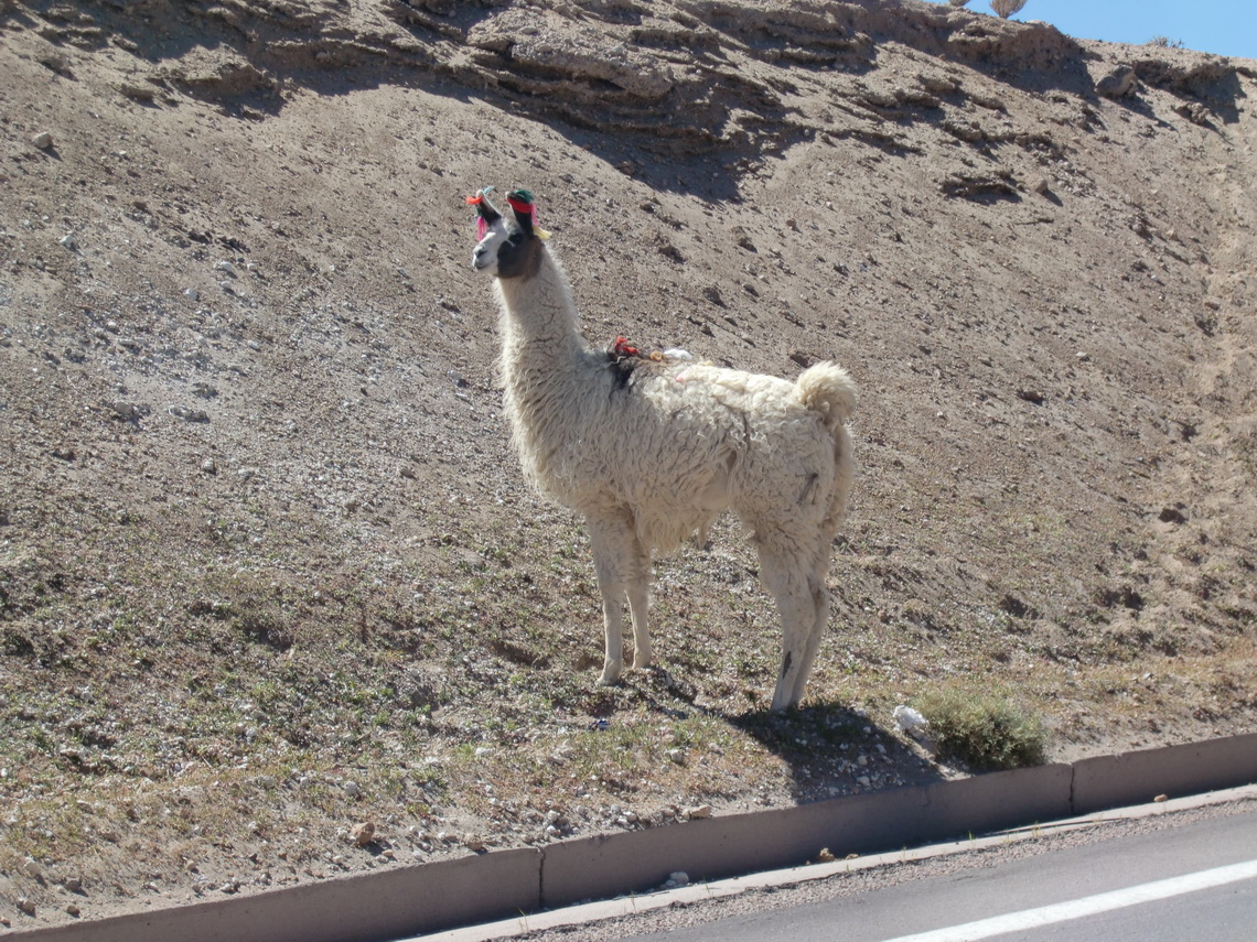 Lama on the way to Bolivia