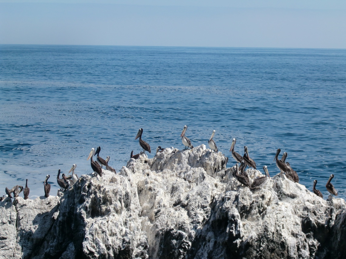 Pelicans north of Taltal