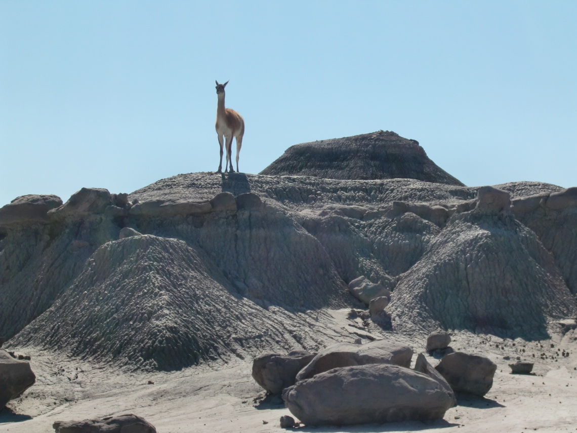 What does this Guanaco eat?