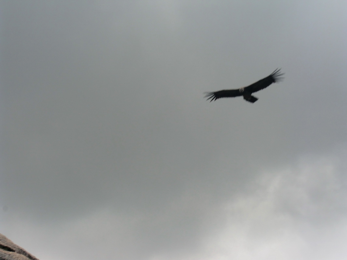 El Condor, the biggest raptor on earth