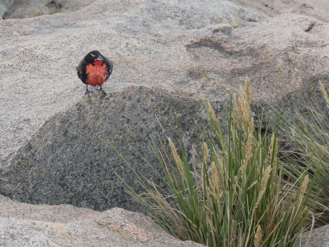 Bird on the summit